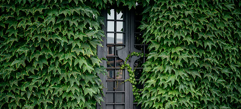Garden Gate Repair in El Cerrito, CA