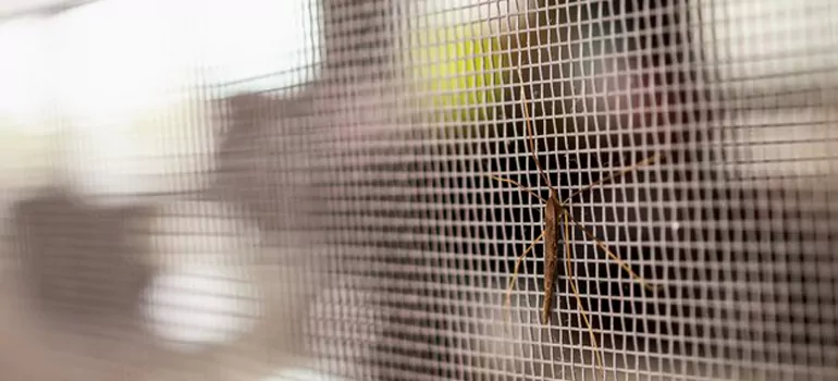 Repair Mosquito Mesh For Windows in El Cerrito, CA